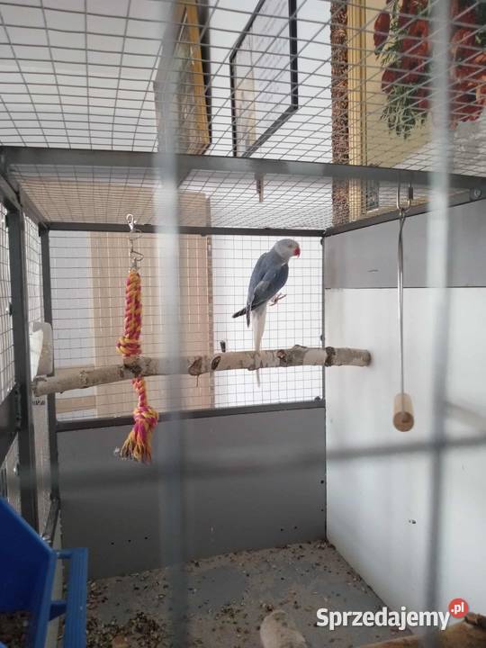 Młoda Aleksandretta Ptaki Nakło nad Notecią