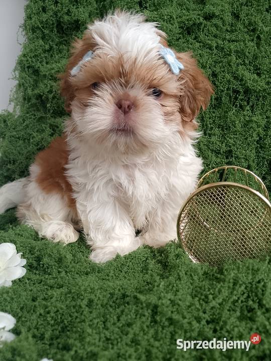 GOTOWY DO ODBIORU piękny piesek rasy ShihTzu sprzedam
