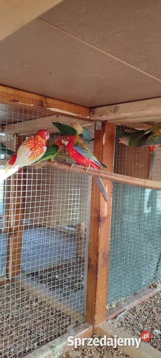 Sprzedam rozelle białolice Środa Wielkopolska sprzedam