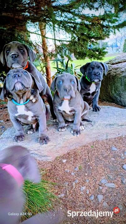 Cane Corso suczka Bychawa sprzedam