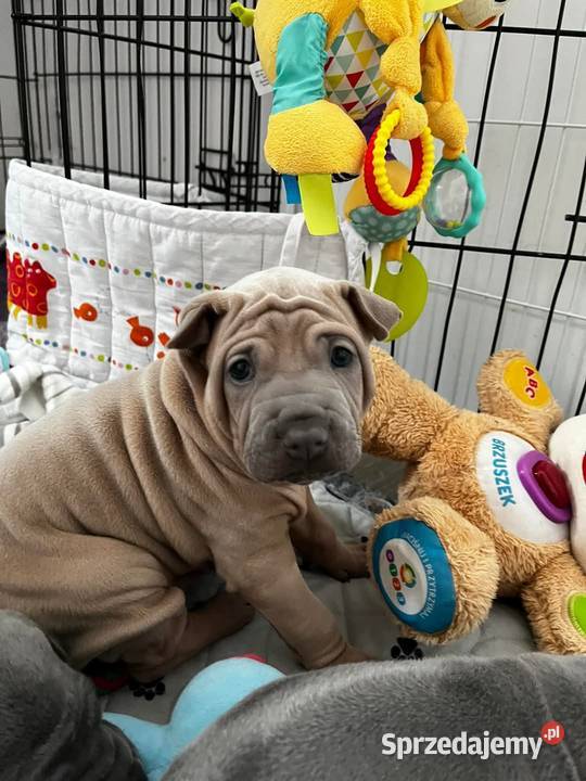 Thai Ridgeback Dog szczenięta