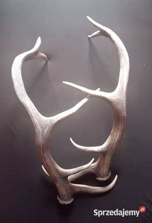 Poroże jelenia zrzuty Koźminek