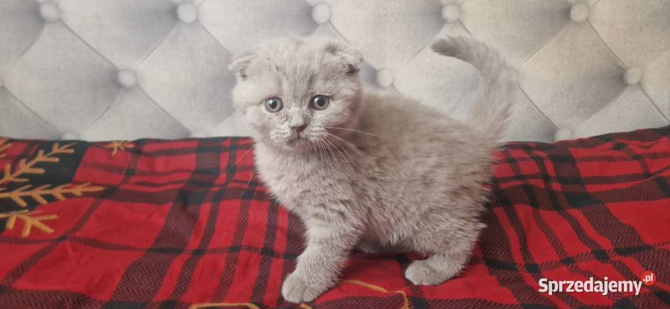 Kocurek Szkocki liliowy zwisłouchy śląskie Katowice