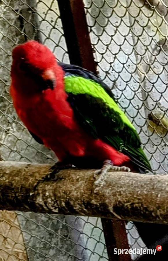 sprzedam samice Szkarlatki Zoltoskrzydlej Zwierzęta Wrocław sprzedam