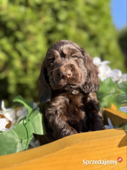 Wyjątkowy czekoladowy piesek Cocker Spaniel Cocker Spaniel Warszawa
