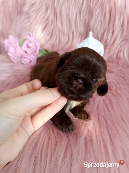 Czekoladowa suczka rasy ShihTzu Kluczbork sprzedam