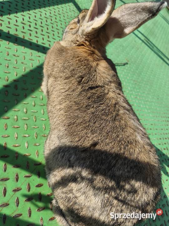 Duża samica Mieszaniec Jasieniec