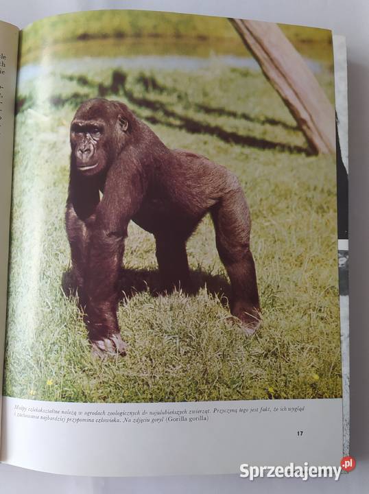 ZNAMY SIĘ Z WIDZENIA Zdenk Veselovsk Hajnówka