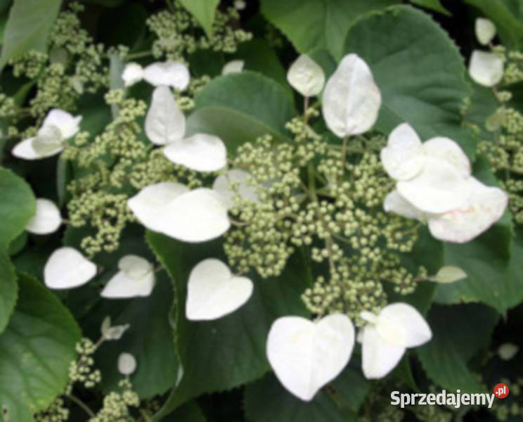 HORTENSJA PNĄCA Petiolaris sadzonki w doniczkach sprzedam