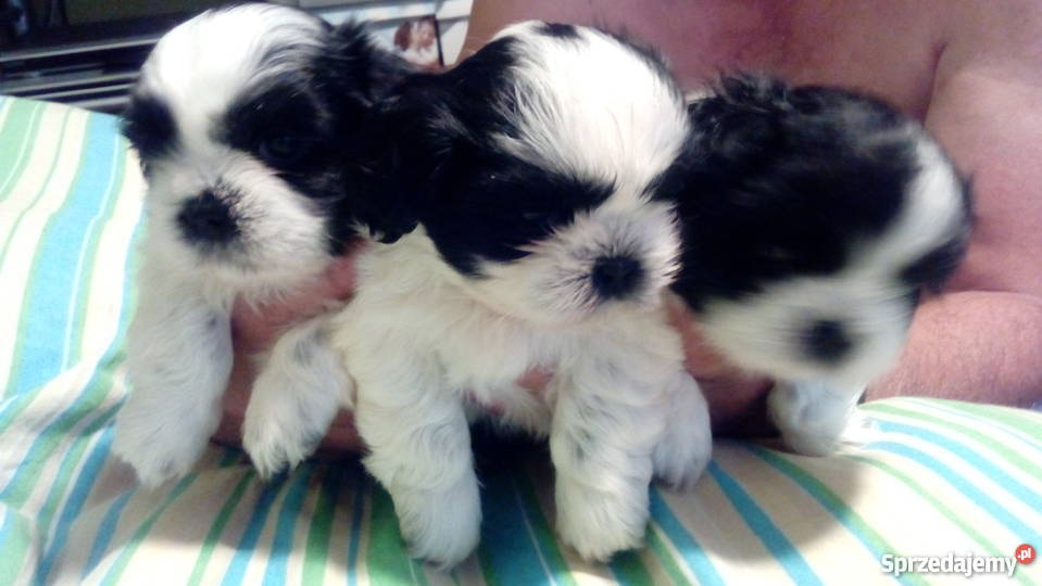 shihtzu DO 4 Psy Świecie