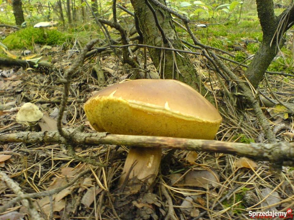 Działka budowlana w pobliżu jeziora kujawsko-pomorskie sprzedam