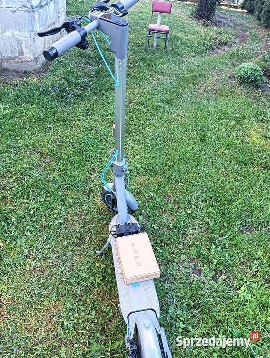 Chylajnoga elektryczna Kurzętnik