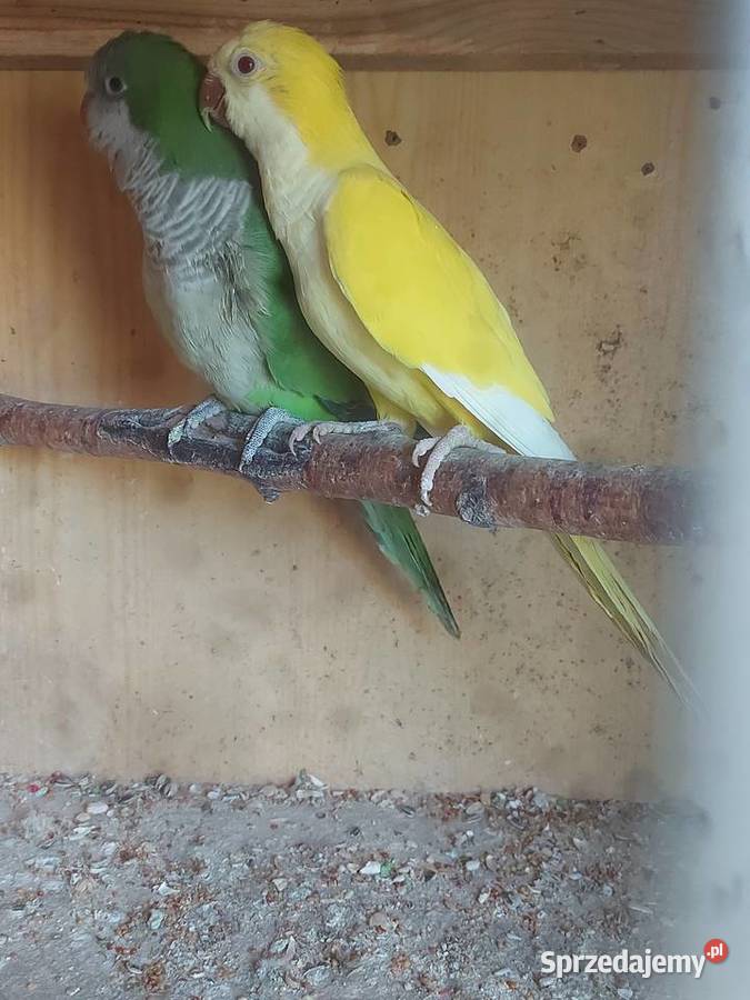 Mnichy nizinneklatka Ryki