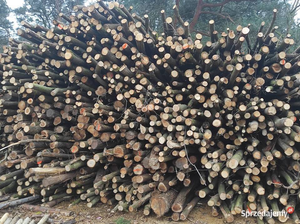 Drewno opałowe Sosna Świerk Dąb Akacja Brzoza Jabłonów