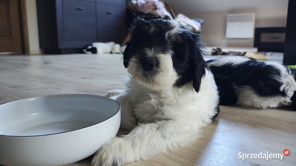 Suczka Polski Owczarek Nizinny Rodowód FCI sprzedam