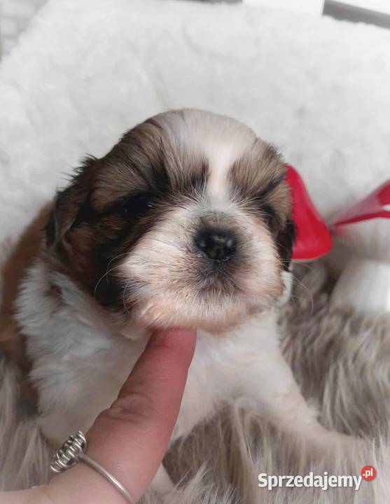 ShihTzu przepiękny chłopak Strzelce Opolskie