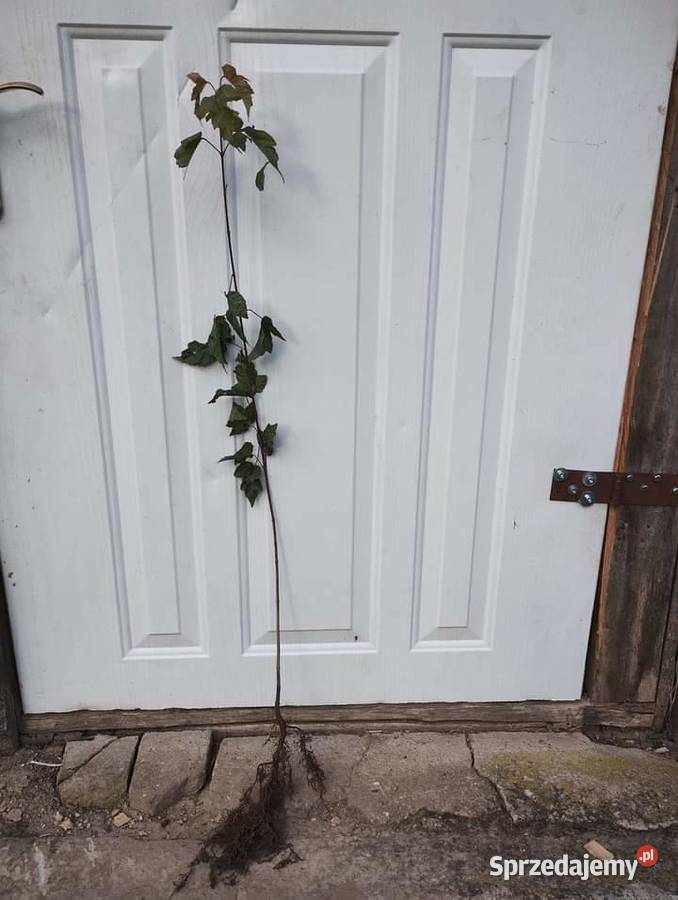 Sadzonki drzewek liściastych Liściaste Lublin