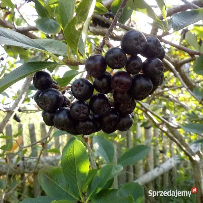 Świeża aronia z przydomowego ogródka 5 Gdynia