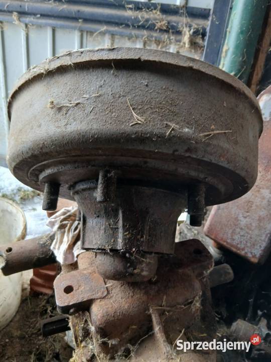 Piasto Bęben polski podlaskie Wyszki