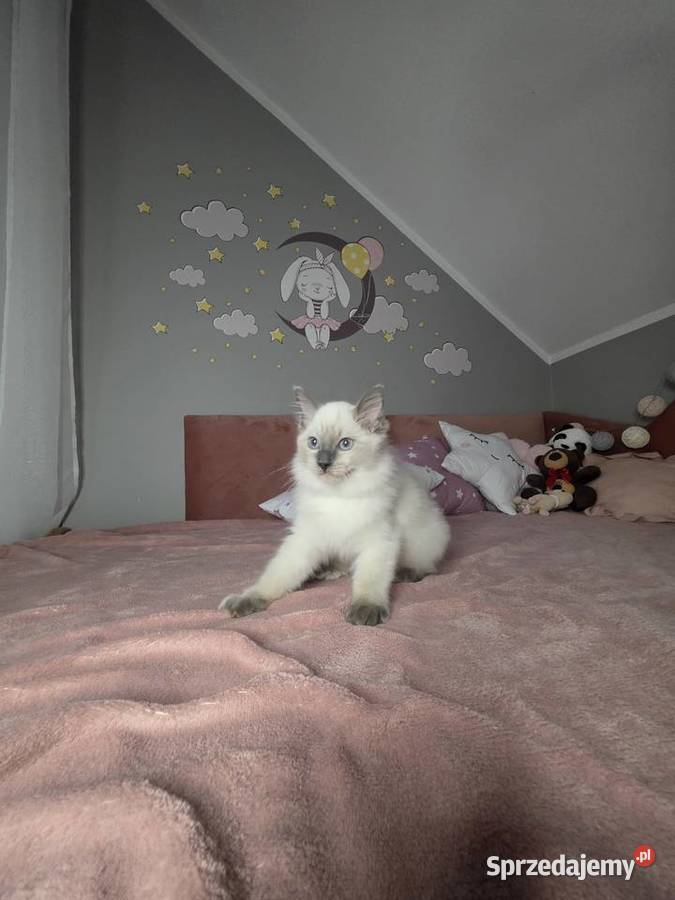 Uroczy ragdoll kocurek FPL prawdziwy rodowód Uścikowo sprzedam