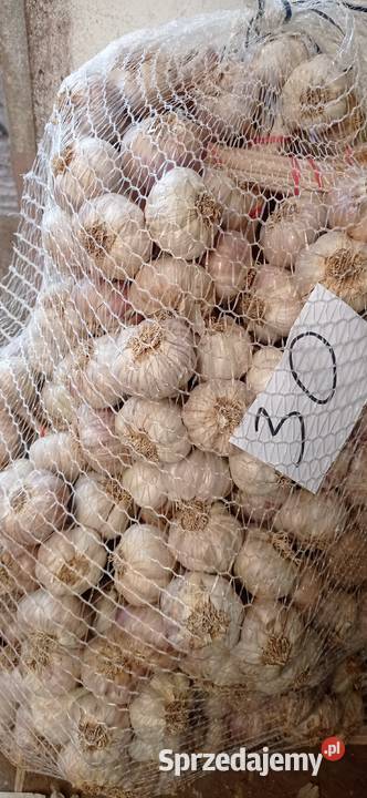 Sprzedam czosnek Słomniki