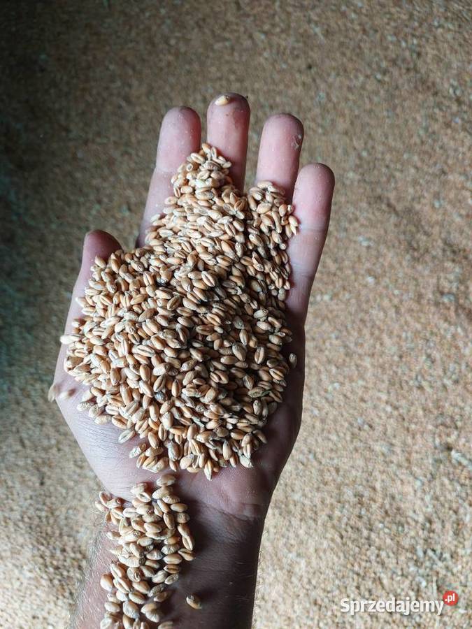 Pszenica ozima Stara Błotnica