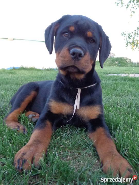 Rottweiler szczenięta z rodowodem ZKwP FCI Krępiec sprzedam
