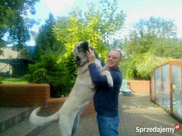 Owczarek Anatolijski szczenięta niska Kostrzyn