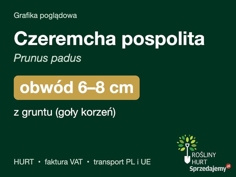 Czeremcha pospolita Prunus padus obwód 68 z wielkopolskie