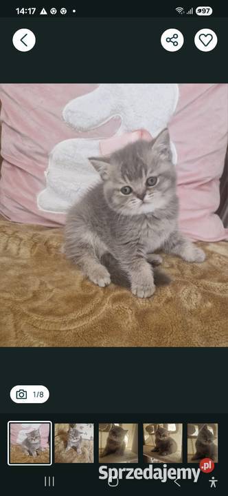 Brytyjskie Szamotuły