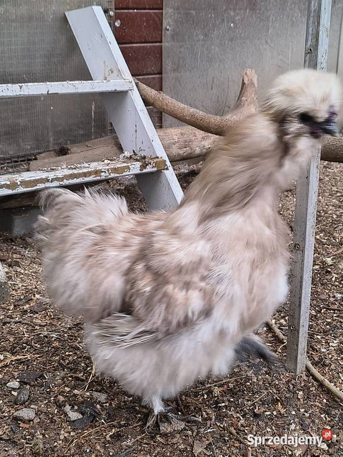 Siłka kogut 2025 Myślenice