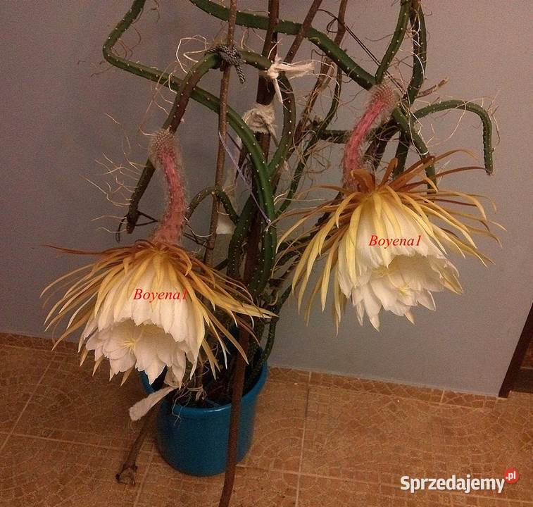 Królowa Jednej Nocy S Grandiflorus Epiphyllum Skawina