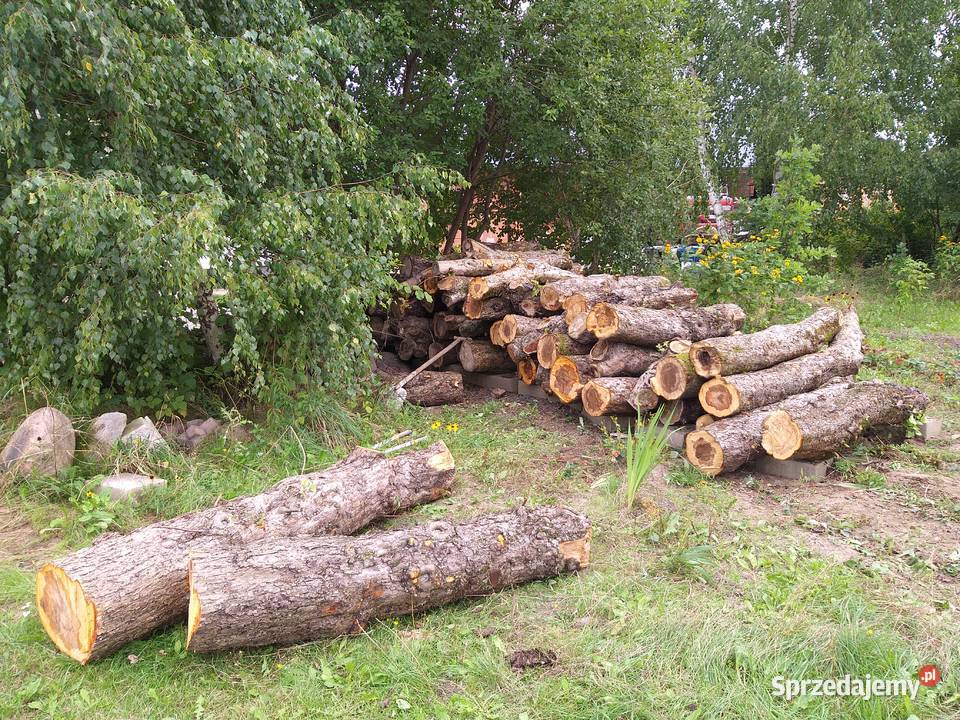 jabłoń bale deska Sławno