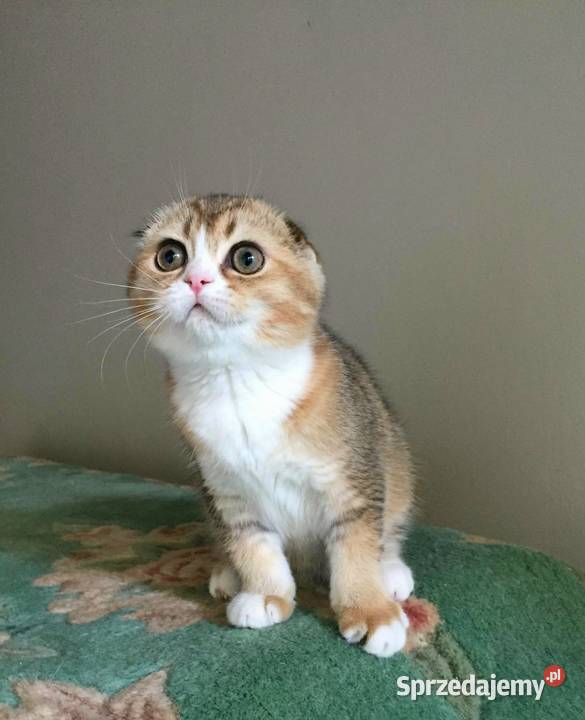 Scottish Fold koloru czarnozłotego z białym ny Katowice sprzedam
