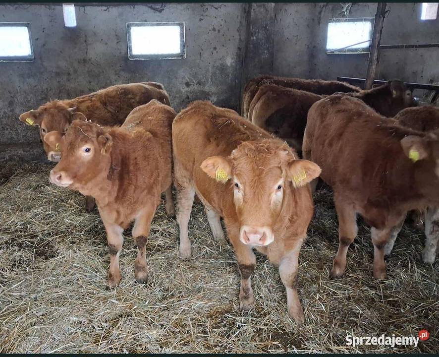 Odsadki Jałówki 100 lm Osińska Buda