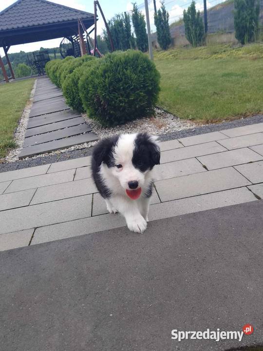 Border Collie FCI suczka do dogoterapii dotowa Pozostałe Dębica