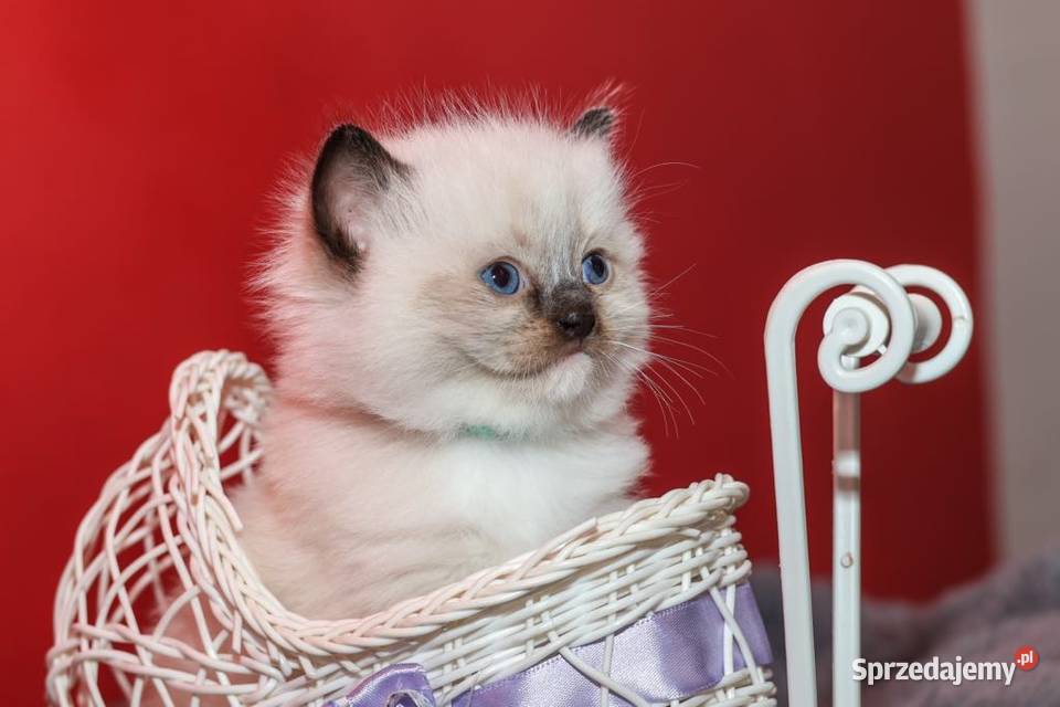 Ragdoll kocięta o umaszczeniu seal mitted łódzkie Piorunówek