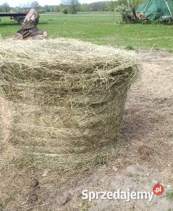 Siano belki 120 z tego roku Gospodarz