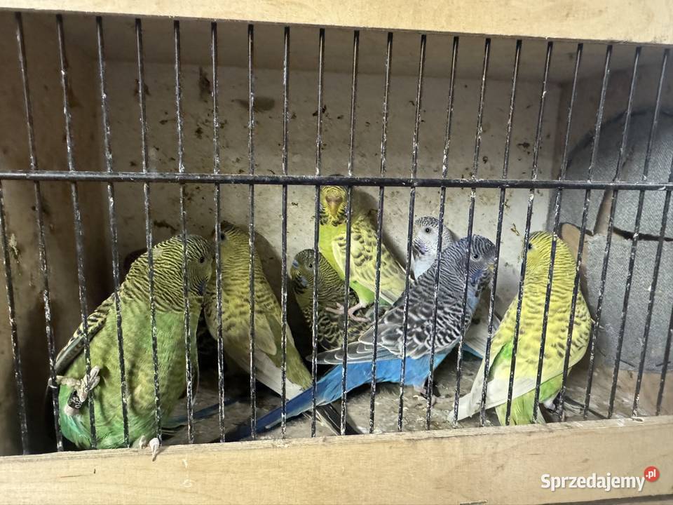 Falista Blacface Ptaki