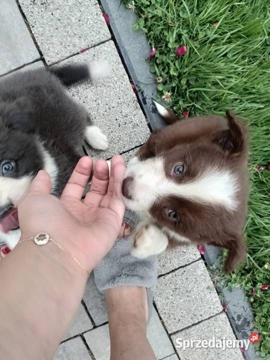 Border Collie szczenięta FCI Lilac niebieskie