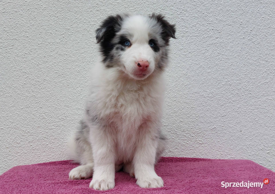 Rasowy pies bluemerle Border Collie z pełną dok