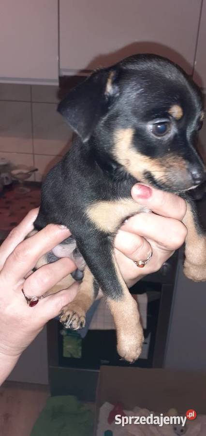 oddam w ręce szczenięta Raciążek