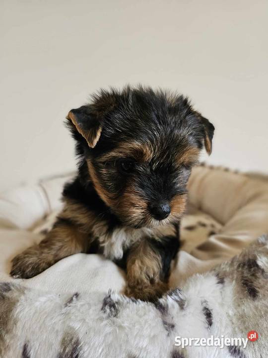 Yorkshire Terrier Samiec z Chipem Wyprawka York Częstochowa