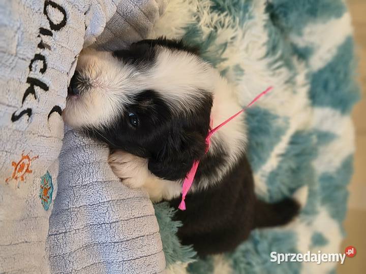 Bearded collie szczeniaki FCI Stargard sprzedam