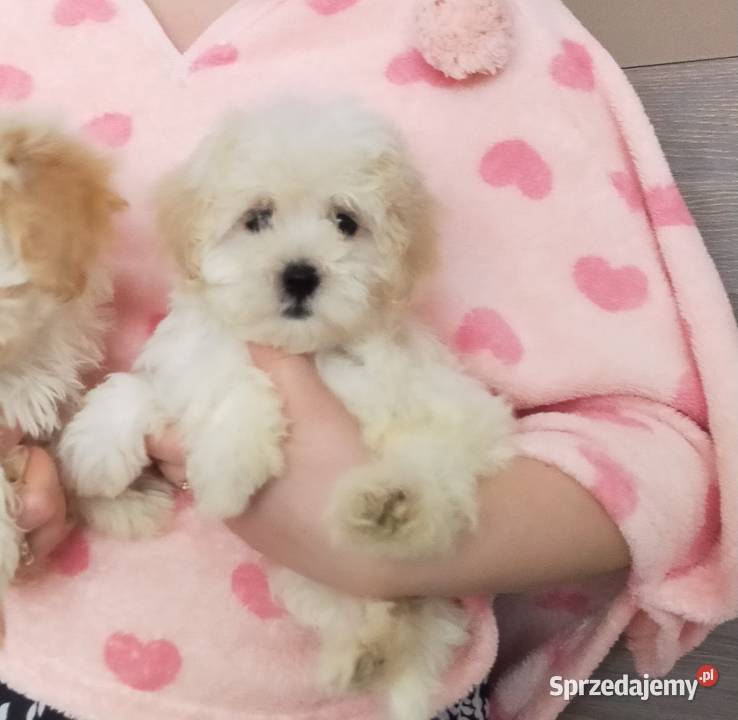 Prztulaski maltipoo maltańczyk i pudel toy Warszawa