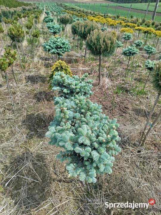 Sosna Pinus mugo LOW Glow Varella GLAUCA GLOBOSA