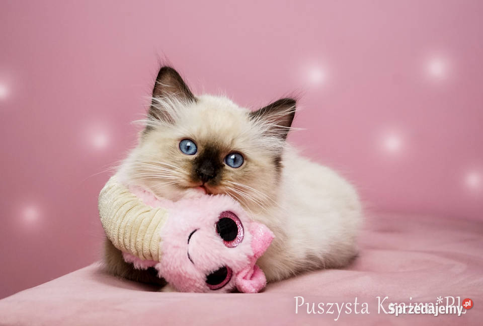 Kot Ragdoll kocięta kotki rasowe Ragdoll sprzedam