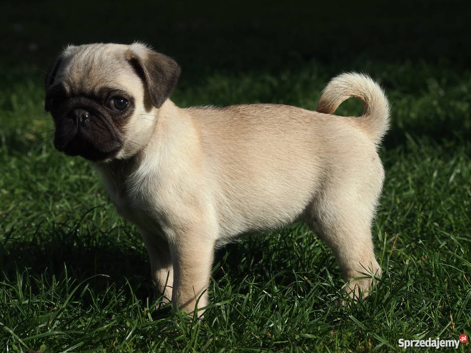 Mopsik suczka Skierniewice