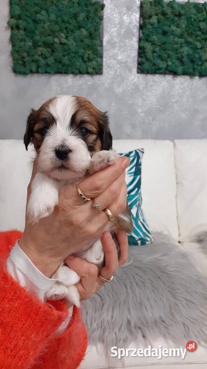 Shih Tzu Maltańczyk Rzeki Wielkie