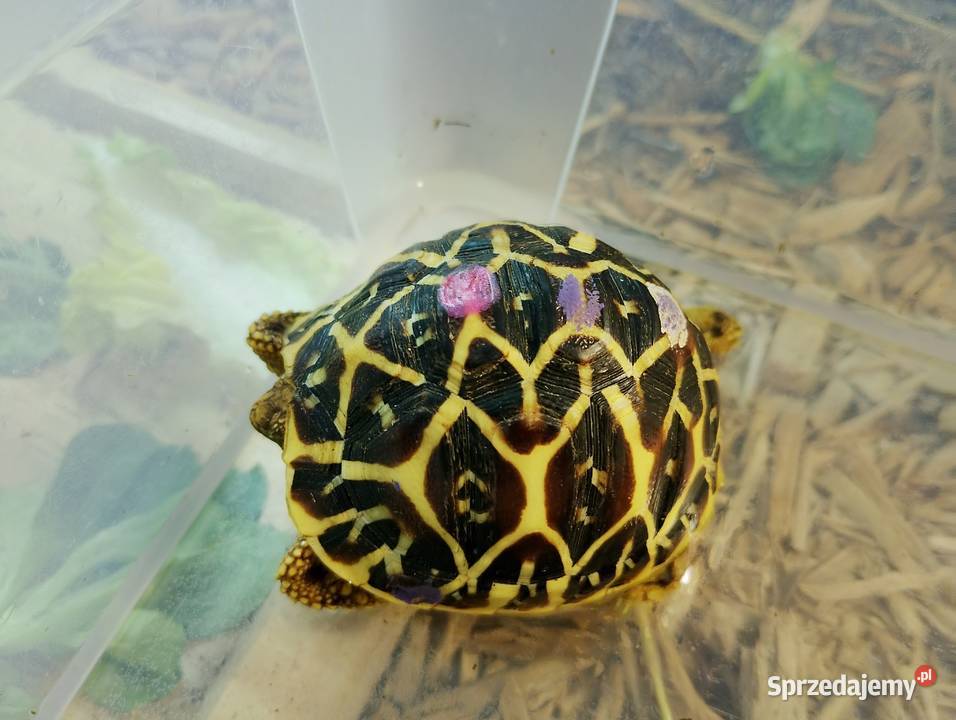 Żółw gwiaździsty lądowy Geochelone elegans śląskie Bielsko-Biała